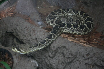 Snake in aquarium in North Carolina 2008