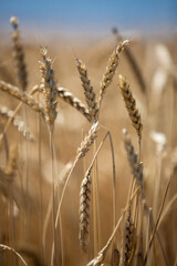 
large wheat spikelets