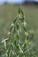 Detail of the green Oat Spike 