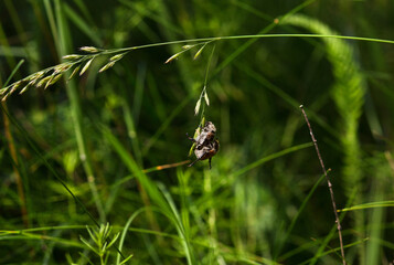 Two Green June Beetles are mating on a herb in summer.