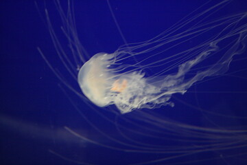 Jellyfish in aquarium in North Carolina 2008