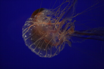 Jellyfish in aquarium in North Carolina 2008