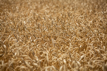 
Wheat field