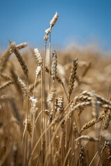 
large wheat spikelets