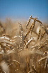 Fototapeta premium large wheat spikelets