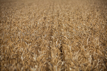 
Wheat field