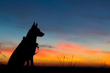 Portrait of beautiful German Sheppard dog, in a beautiful magical sunset with warm sunbeams sun’s rays light with flare illuminating the subject.