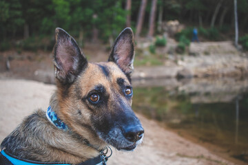 Portrait of beautiful German Sheppard dog, view