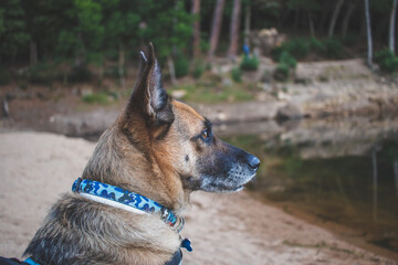 Portrait of beautiful German Sheppard dog, view
