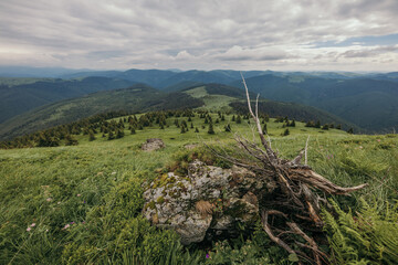 A tree with a mountain in the background