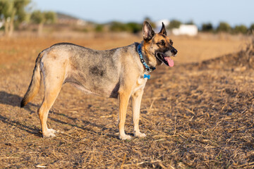 Portrait of beautiful German Sheppard dog, view
