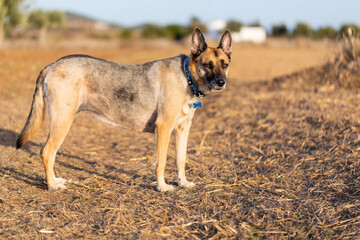 Portrait of beautiful German Sheppard dog, view