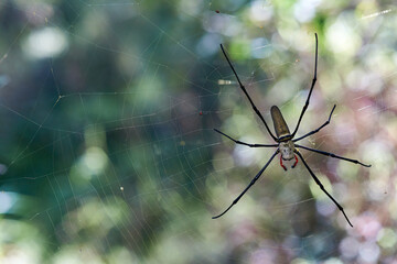 A selective-focus macro image of a female Nephila pilipes (northern golden orb weaver or giant golden orb weaver) - a species of golden orb-web spider - hanging in it's web, with dappled light behind.