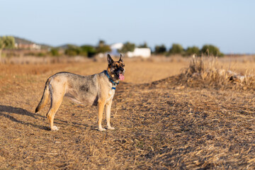 Portrait of beautiful German Sheppard dog, view