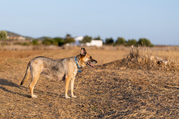 Portrait of beautiful German Sheppard dog, view