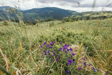 Obraz premium A flower in a field with a mountain in the background
