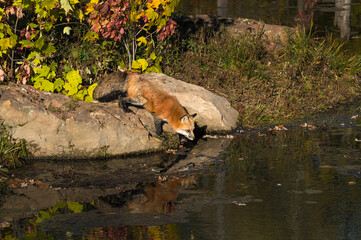 Red Fox (Vulpes vulpes) Leans Out Over Water Reflected Autumn