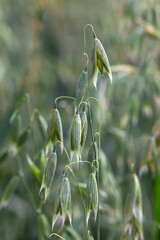 Detail of the green Oat Spike 