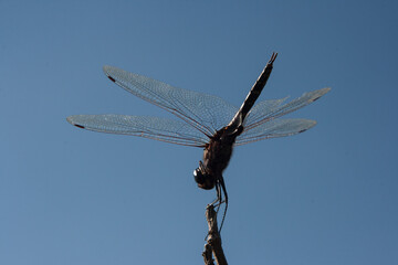Libélula pousada em graveto com céu azul ao fundo.