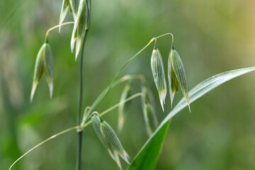 Detail of the green Oat Spike 