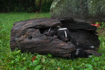 Striped Skunk (Mephitis mephitis) Kits Peer Out From Inside Log Summer