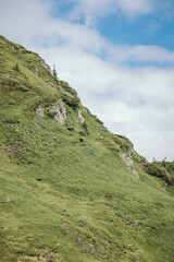 A herd of sheep standing on top of a lush green hillside