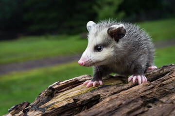 Virginia Opossum Joey (Didelphis virginiana) Turns Left Atop Log Summer