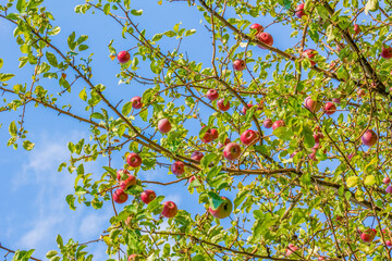 Red ripe apples on a branch in the orchard