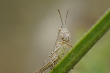 Grashüpfer auf einem Grashalm