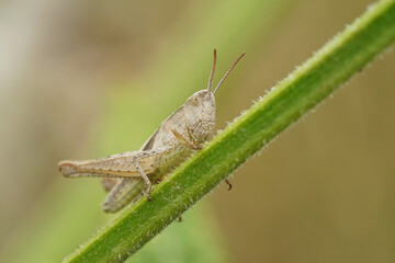 Grashüpfer auf einem Grashalm