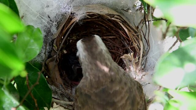 2 day old new born of baby birds in a nest of yellow-vented bulbul (Pycnonotus goiavier), or eastern yellow-vented bulbul, is a member of the bulbul family of passerine birds in nature at Thailand