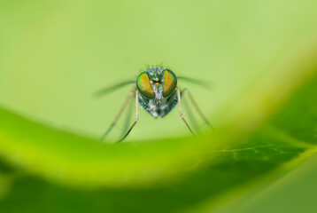 Green Bug Eyes