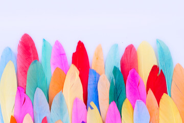 Colorful pattern made of feathers.