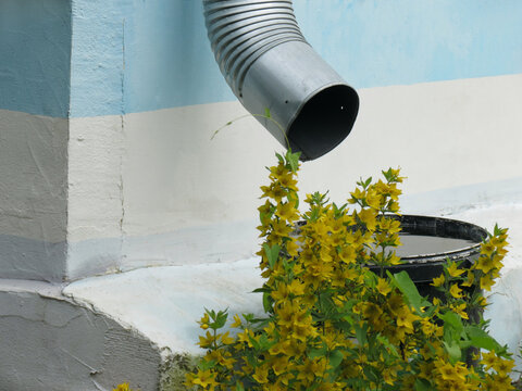 A drainpipe with a bucket against the background of a white and blue wall, in the foreground are yellow flowers.