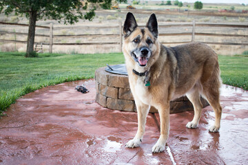 Adorable German Shepard enjoying the summer sun