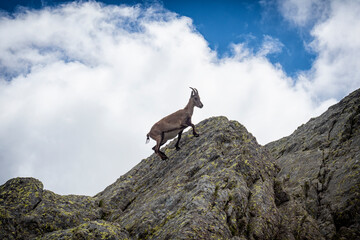 Ibex in the italian alps of Val Gerola