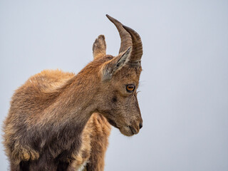 Ibex in the italian alps of Val Gerola