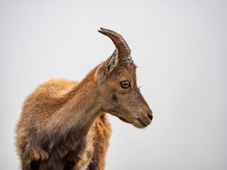 Ibex in the italian alps of Val Gerola