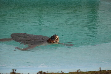 Fototapeta premium landscape, nature, Wallpaper, full moon, travels