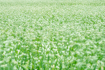 Canary grass (Phalaris canariensis) moving in the wind