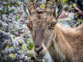 Ibex in the italian alps of Val Gerola