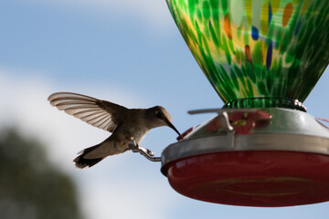 Beautiful hummingbird enjoying a bird feeder.