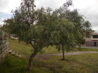 Arbol de parques