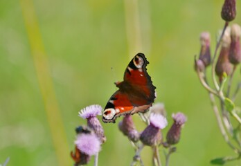 Schmetterling auf Blüte