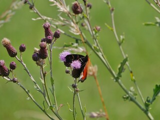 Schmetterling auf lila Distelblüte