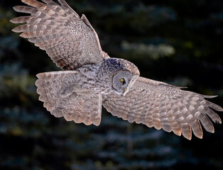 Great Grey Owl on the Hunt