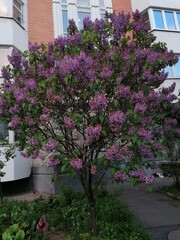 Fototapeta na wymiar lilac bush