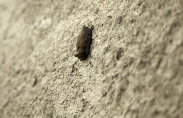 Bat on wall