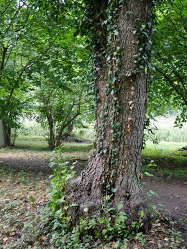 Gutspark Kartzitz mit alten Bäumen