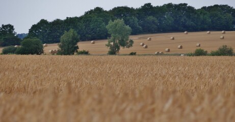 Fototapeta premium Heuernte im Sommer